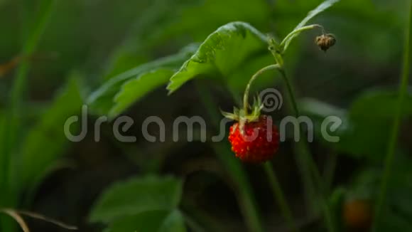 近距离拍摄野生草莓进入野外视频的预览图