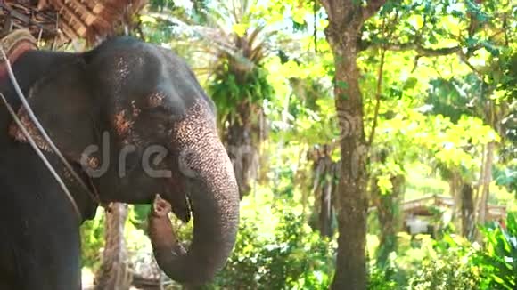 巨大的大象在森林里吃植物视频的预览图