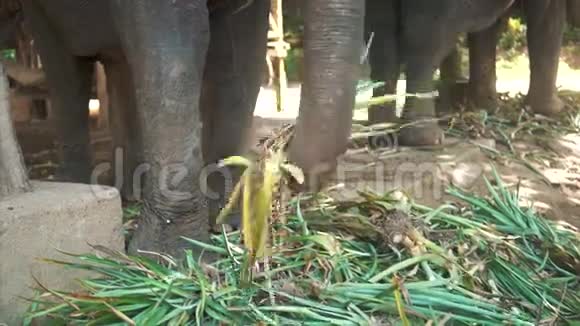 大象用树干吃植物视频的预览图