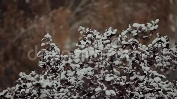 第一次降雪后的自然视频的预览图