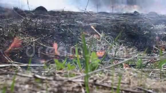 火燃烧了它的道路上的一切保护植物和动物视频的预览图