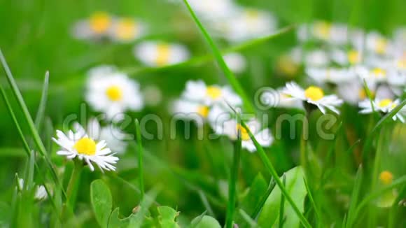 美丽的白色雏菊生长在夏天的花园里视频的预览图