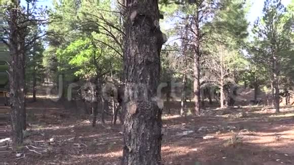 森林里的公牛麋鹿视频的预览图