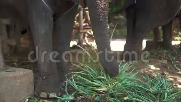 泰国大象在农场吃植物视频的预览图