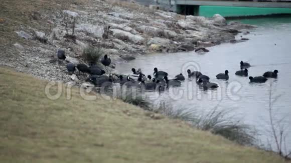 一群鸭子聚集在海岸线上啄食视频的预览图