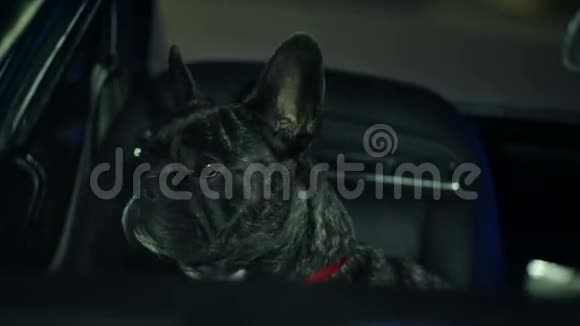 法国斗牛犬透过车窗视频的预览图