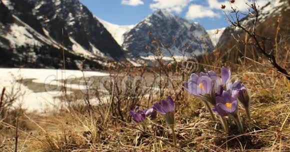西伯利亚阿尔泰山春番红花视频的预览图