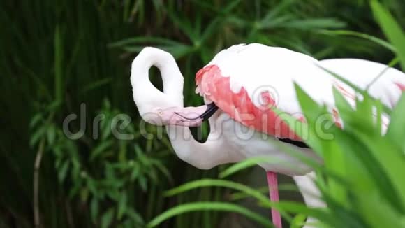 粉红色和白色火烈鸟在花园和自然背景中清洁羽毛视频的预览图