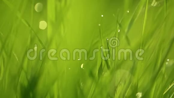 春天生机勃勃的绿草特写视频的预览图