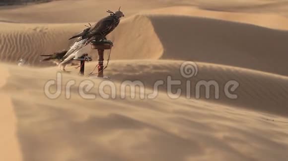 迪拜沙漠里的猎鹰视频的预览图