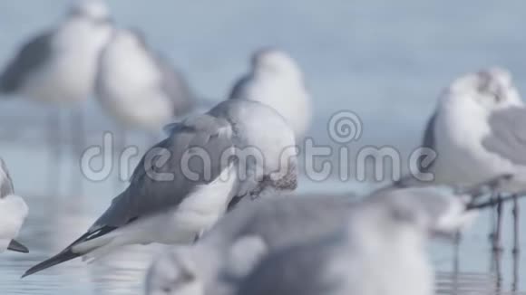 海鸥群视频的预览图