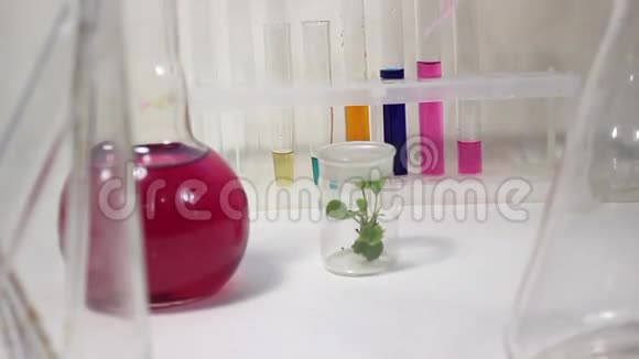 与实验室的植物一起工作视频的预览图