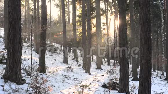 冬林日落日光束与落雪静观视频的预览图