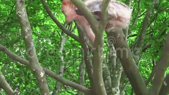 野蛮猴子在树上吃沙拉视频的预览图