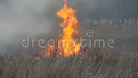 巨大的高焰风暴火燃烧干草和灌木在森林草原在大自然中燃烧自然视频的预览图