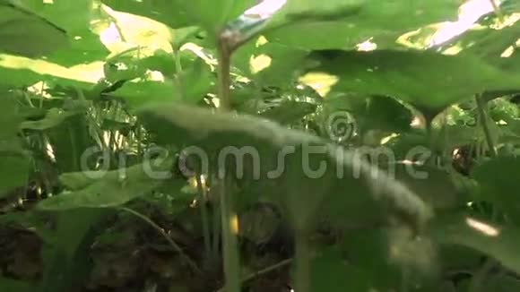 杜西拉戈法法拉草的大叶生长在草地上视频的预览图