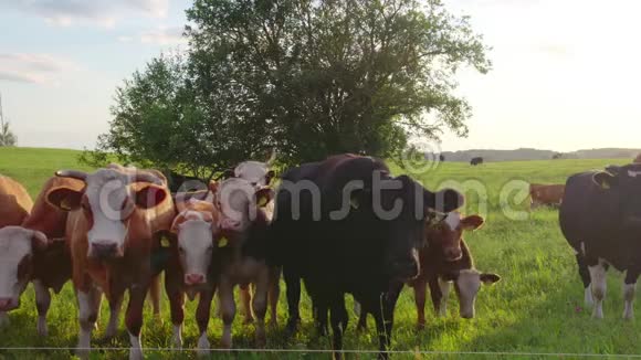 在草地上好奇的奶牛视频的预览图