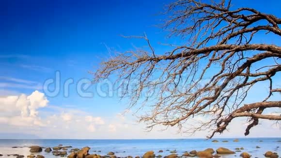 浅青海无叶树的不同石视频的预览图