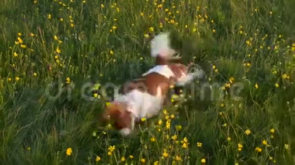 狗正在草地上抓背视频的预览图