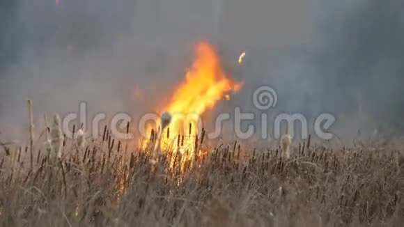 巨大的高焰风暴火燃烧干草和灌木在森林草原自然火灾自然灾害视频的预览图