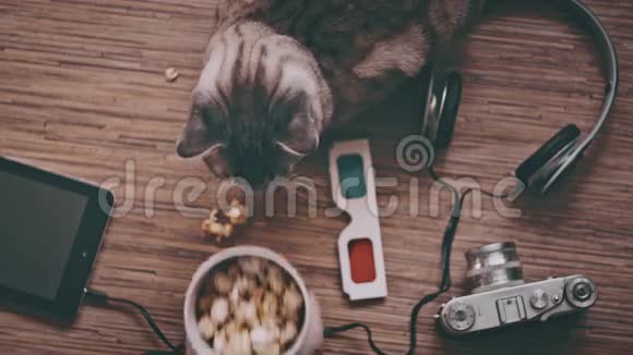 人把装有爆米花的纸板杯放在猫面前视频的预览图
