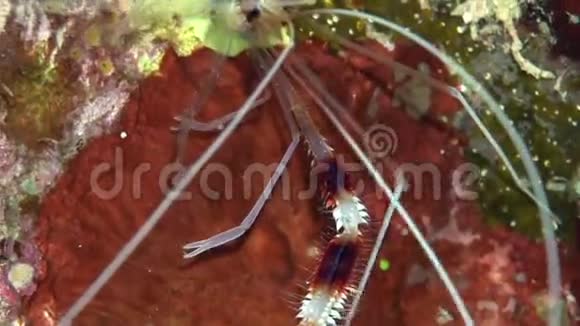 赤海珊瑚中的带状拳击虾沙布鲁米视频的预览图