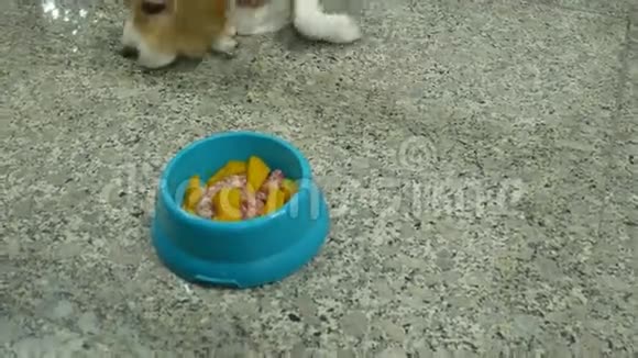 可爱的小猎犬等着吃巴夫的食物视频的预览图