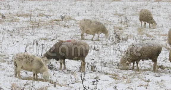 4K超高清羊在雪地野外觅食视频的预览图