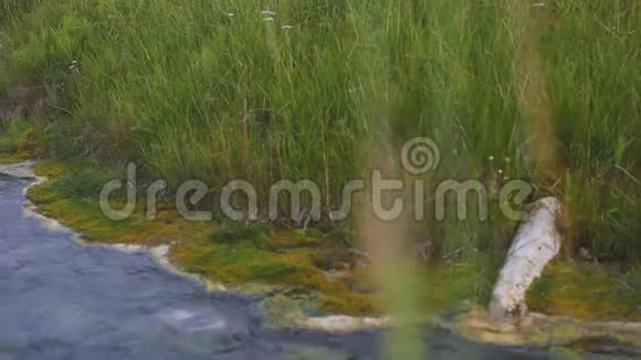 近景林溪流在绿色鲜草视频的预览图