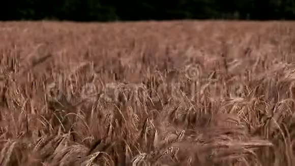 在风中吹过的小麦作物视频的预览图