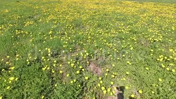 春天美丽的绿色田野在黄色的蒲公英视频的预览图