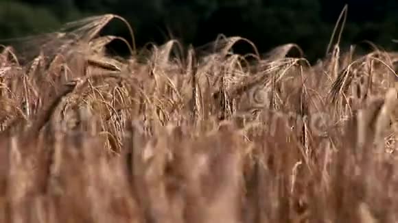 在风中吹过的小麦作物视频的预览图