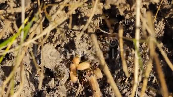 蚂蚁在蚁群里合作工作视频的预览图