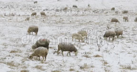 4K超高清雪田饲养羊群视频的预览图