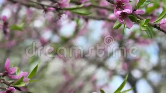 大自然背景上的花树视频的预览图