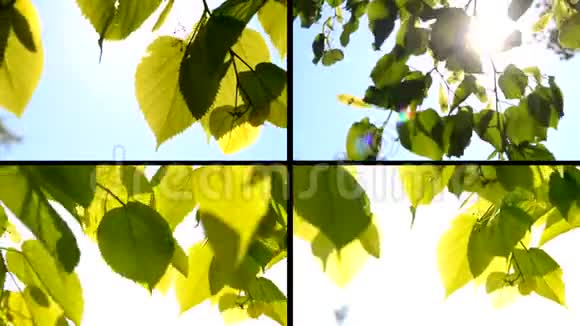 绿叶近风阳视频的预览图