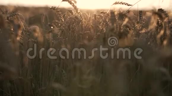 种在地里的小麦视频的预览图