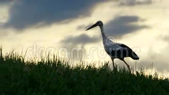 鹳鸟在夕阳背景下的草地上漫步视频的预览图