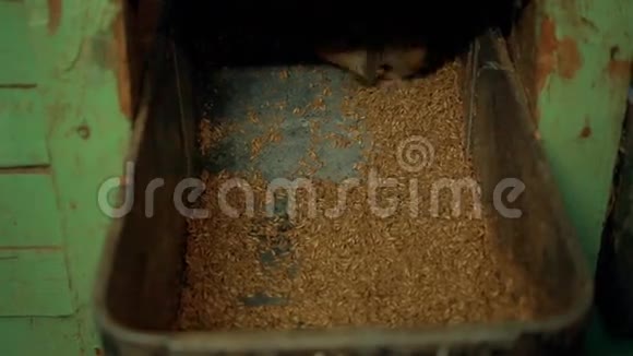 马厩从谷麦中吃视频的预览图