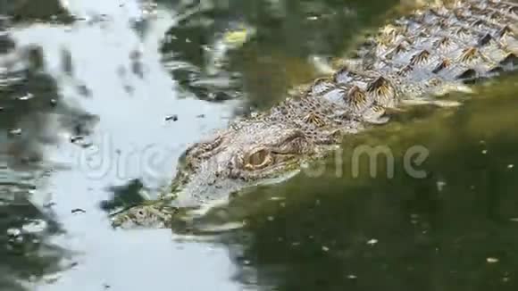 尼罗河鳄鱼游泳半淹没视频的预览图