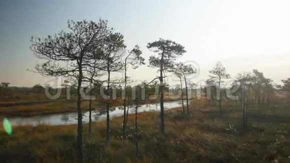 夏初的沼泽松林和池塘视频的预览图