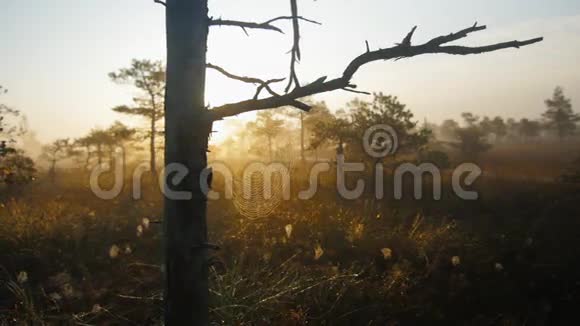 雾蒙蒙的日出期间沼泽地区的松树和蜘蛛网视频的预览图