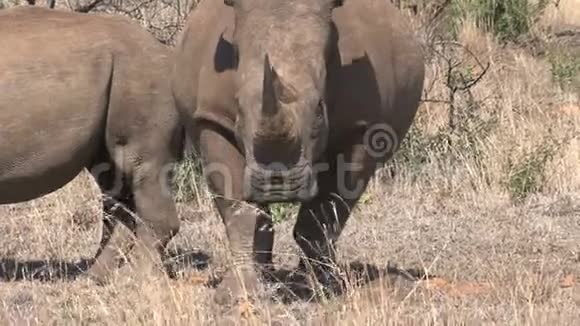 在热带草原上放牧的犀牛对偶视频的预览图