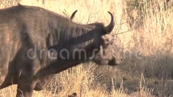 在热带草原上放牧的非洲水牛群视频的预览图