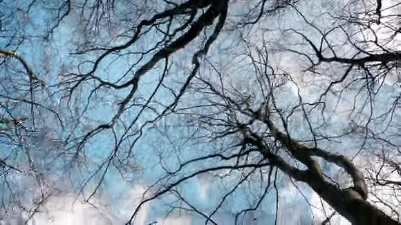在树木和天空下滑行视频的预览图