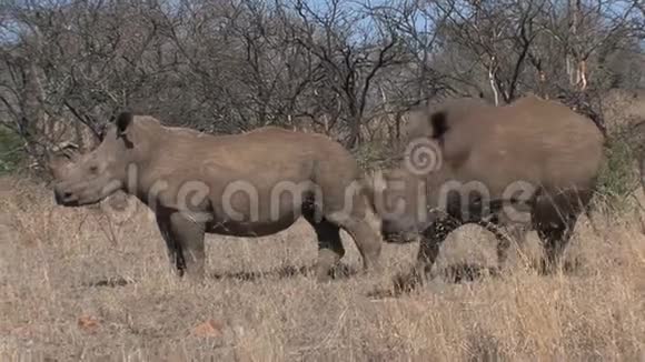 在热带草原上放牧的犀牛对偶视频的预览图