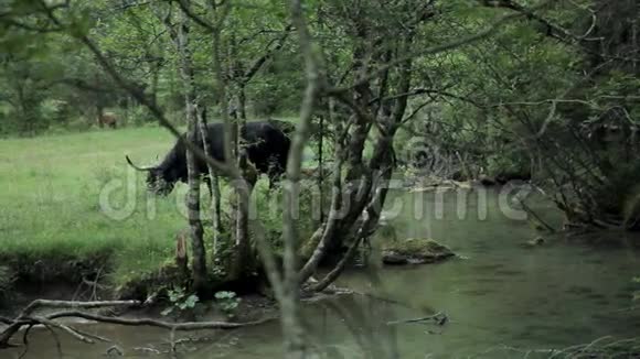 大头黑牛在河边的牧场上吃草视频的预览图