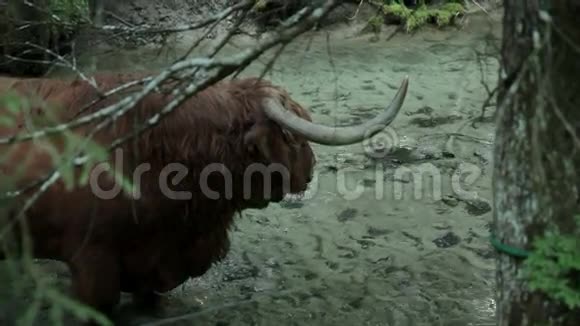 在寒冷的河中靠近一头牛令人心旷神怡视频的预览图