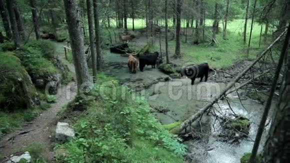 一群公牛在大自然中荡漾着清新的气息视频的预览图
