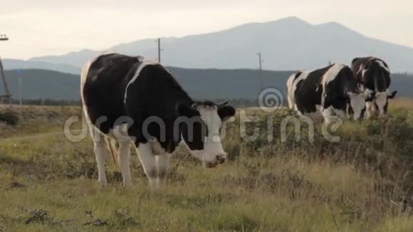 三头奶牛在路边放牧一个直视着摄像机视频的预览图